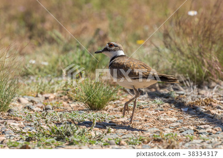 Cute Baby Killdeer 38334317