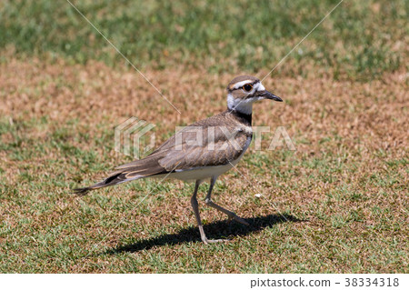 Cute Killdeer 38334318