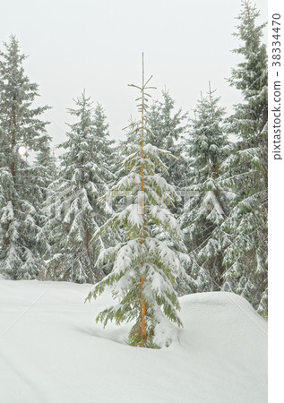 Fir tree in a fresh snow in a winter forest 38334470