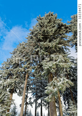 Blue sky over forest in Harz mountains region Blue sky over forest in Harz mountains region 38334471