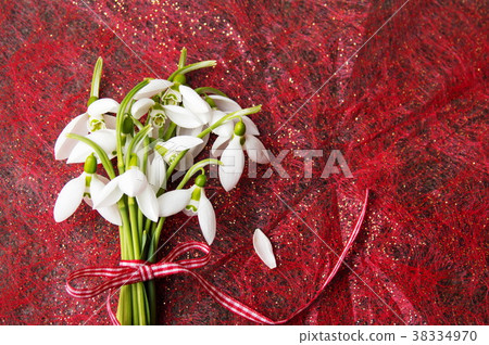 Fresh snowdrops buquet on red background Fresh snowdrops buquet on red background 38334970