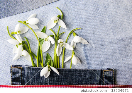Fresh snowdrops in blue jeans pocket Fresh snowdrops in blue jeans pocket 38334971