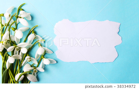 Fresh snowdrops on blue background with copyspace Fresh snowdrops on blue background with copyspace 38334972