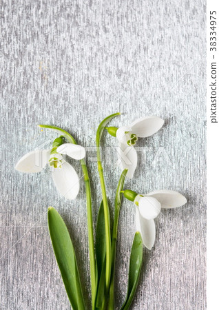 Snowdrops bouquet on shiny silver background Snowdrops bouquet on shiny silver background 38334975