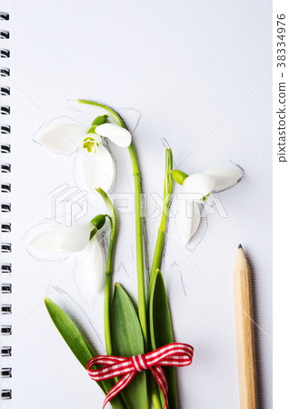 Snowdrops and a pencil on white paper Snowdrops and a pencil on white paper 38334976