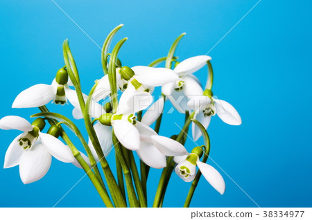 Snowdrop flower on blue background Snowdrop flower on blue background 38334977