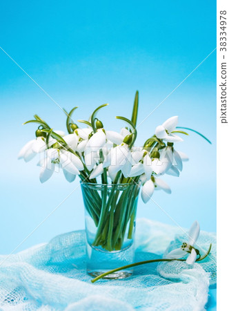 Snowdrop flowers in a vase on blue background Snowdrop flowers in a vase on blue background 38334978