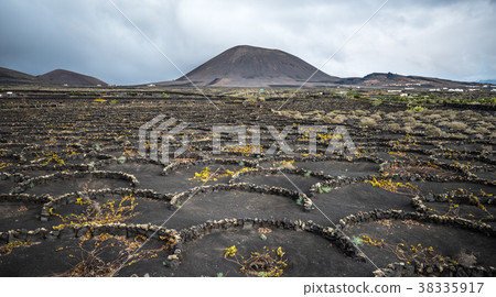 Vineyards in La Geria, Lanzarote, Canary Islands 38335917