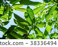 ylang ylang with green leaves,view from the bottom 38336494