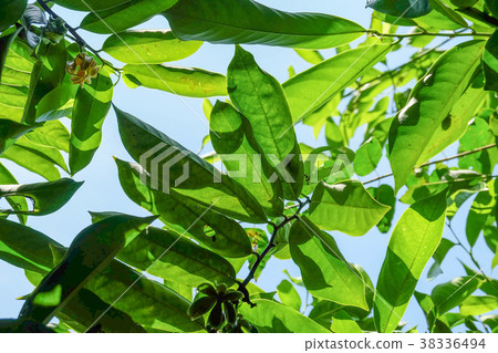 ylang ylang with green leaves,view from the bottom ylang ylang with green leaves,view from the bottom 38336494