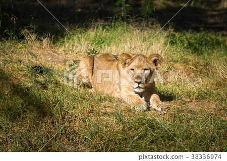Single young lion Single young lion 38336974
