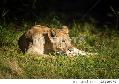 Single young lion Single young lion 38336975