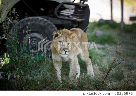 Single young lion Single young lion 38336976