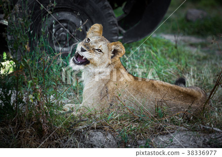 Single young lion roaring on the grass Single young lion roaring on the grass 38336977