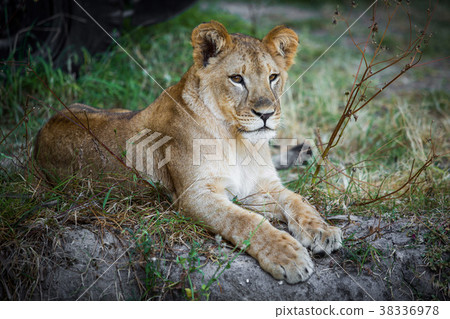 Single young lion Single young lion 38336978