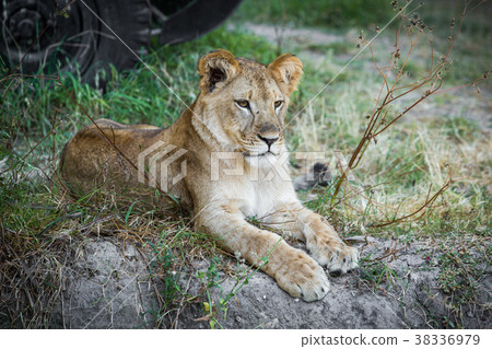 Single young lion Single young lion 38336979