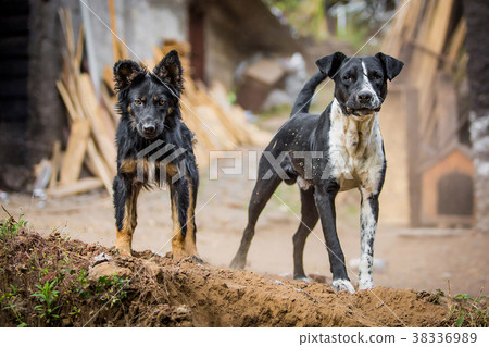 Angry clearance guard dog