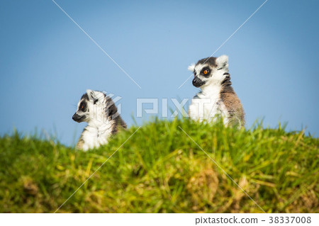 Two funny lemurs 38337008