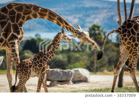 Giraffe family on a walk 38337009
