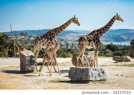Giraffe family on a walk Giraffe family on a walk 38337010