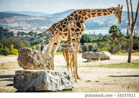 Giraffe family on a walk Giraffe family on a walk 38337011