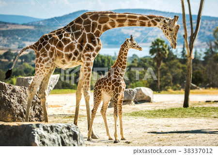 Giraffe family on a walk 38337012