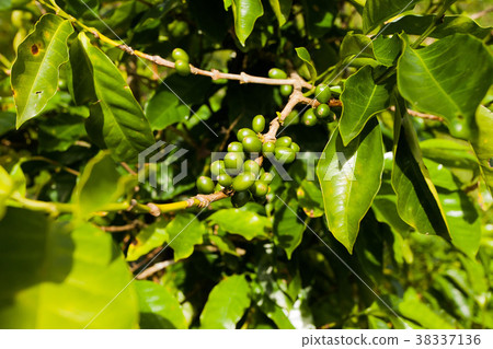 jamaica coffee blue mountains green jamaica coffee blue mountains green 38337136