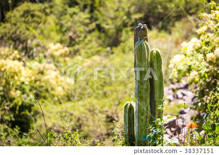 Dry Desert at daylight with cactuses Dry Desert at daylight with cactuses 38337151
