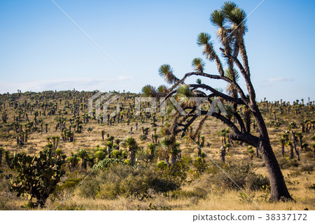 Dry Desert at daylight with cactuses 38337172