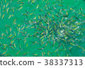 Feeding fish, a bunch of Indo-Pacific sergeant  38337313