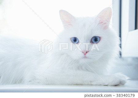 White cat on the windowsill White cat on the windowsill 38340179