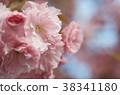 Double cherry blossoms 38341180