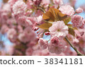 Double cherry blossoms 38341181