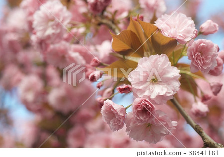 Double cherry blossoms 38341181