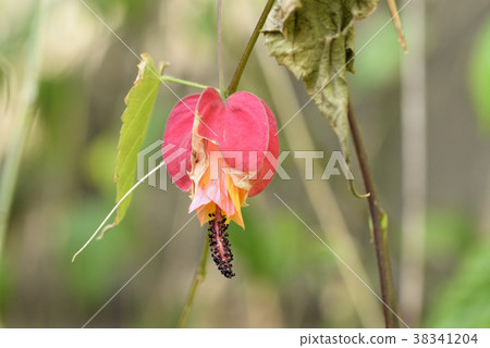 Ukitsuriboku 38341204