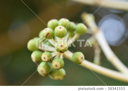 日期_水果 38341333