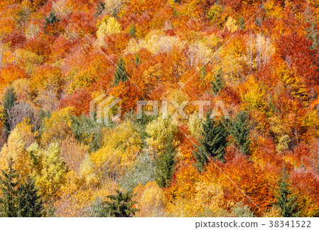 Autumn Carpathians (Ukraine). Autumn Carpathians (Ukraine). 38341522