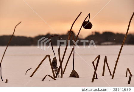 Yeonpab,Eupseong水庫,Gimje市,全北 Yeonpab,Eupseong水庫,Gimje市,全北 38341689