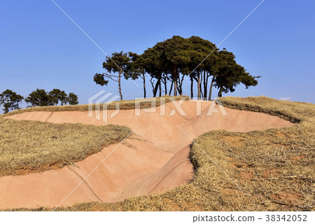 Pine, Iksan Wanggungri Ruins, Baekje Historical Remains District, Iksan City, Jeonbuk Province 38342052