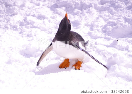 Penguin walk Penguin walk 38342668