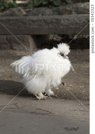 White lump 38343323