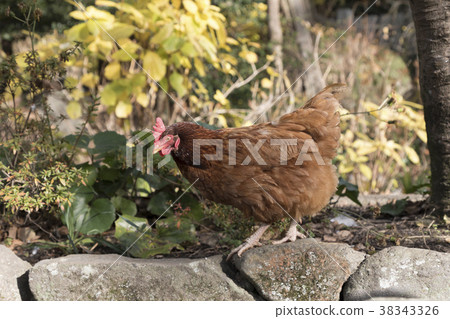 Tea chicken 38343326