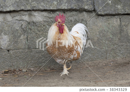 White chicken 38343329