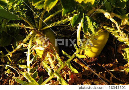 Do you not bring relief, safe homemade radish? Just put soil in Styrofoam and seed it. 38343501