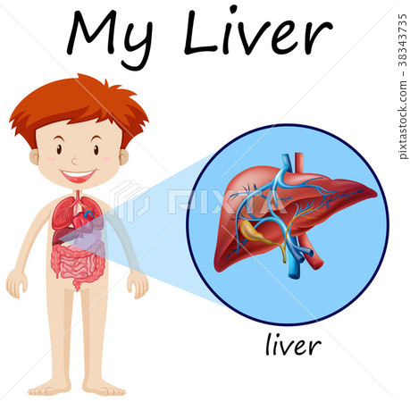 Boy and liver on diagram Boy and liver on diagram 38343735