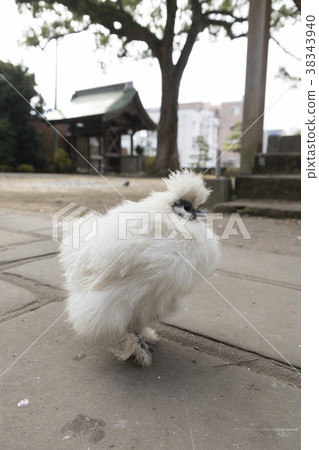 白色腫塊 38343940