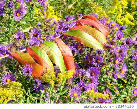 Thornhill autumn carpet 2017 38344130