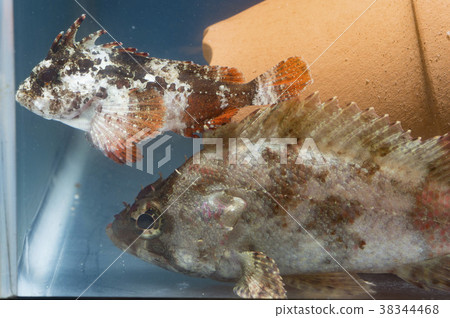 Isokasago and Haokoze 38344468