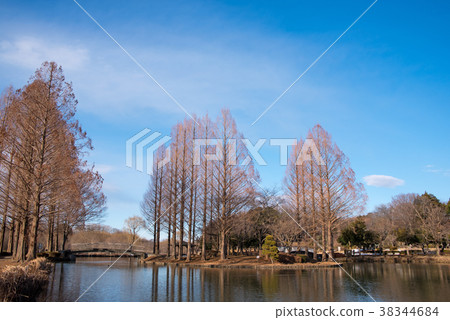 Ageo Maruyama Park winter scenery A pond in the center of the park 38344684