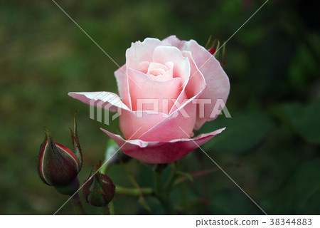 巴拉珀金斯 巴拉珀金斯 38344883